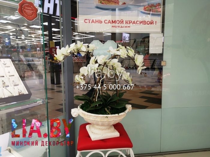 цветочные композиции с белыми орхидеями в вазонах для украшения ювелирного магазина 7 карат
